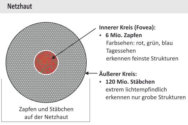 Netzhaut_Col